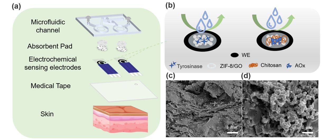 Figure 2 (a) Schematic diagram of the self-pumping microfluidic chip. (b) Principles of the levodopa sensor and vitamin C sensor. (c) SEM image of ZIF-8GO. (d)SEM image of ZIF-8GO@ tyrosinase..jpg