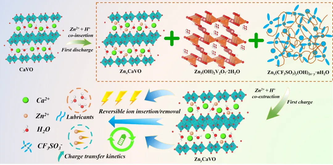 图5 CaVO正极的储锌机制.png